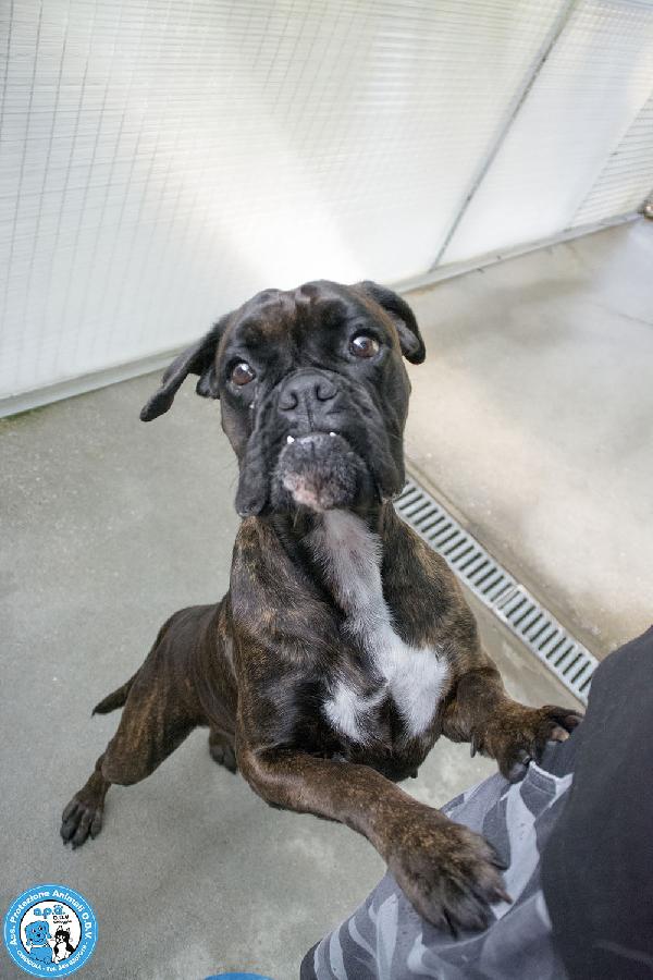 MAYA, boxer comprata per fare scena, ora cerca solo amore vero.. Foto 6